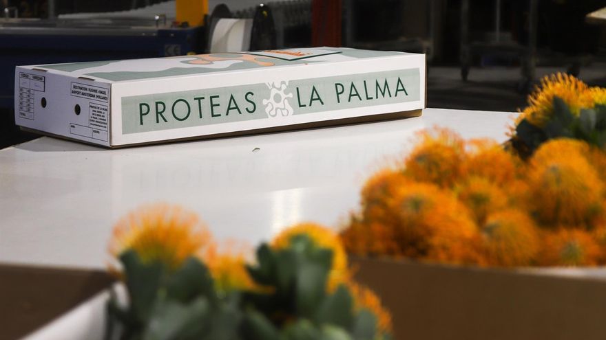 Próteas supervivientes al volcán de La Palma se exportan para la celebración del año nuevo chino