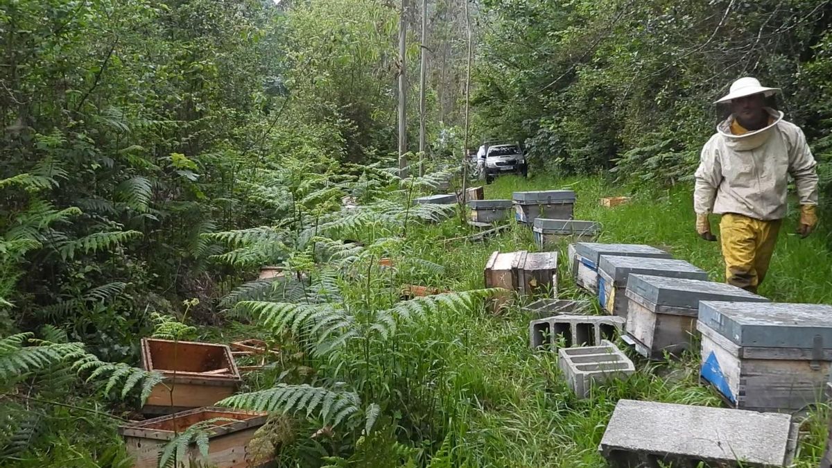 Las colmenas instaladas en entornos forestales son muy atractivas para los osos.