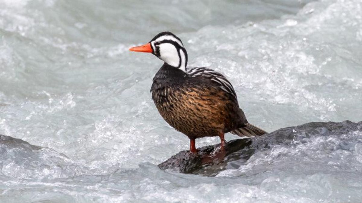 El pato de los torrentes es otra especie afectada por los incendios en la Patagonia argentina.