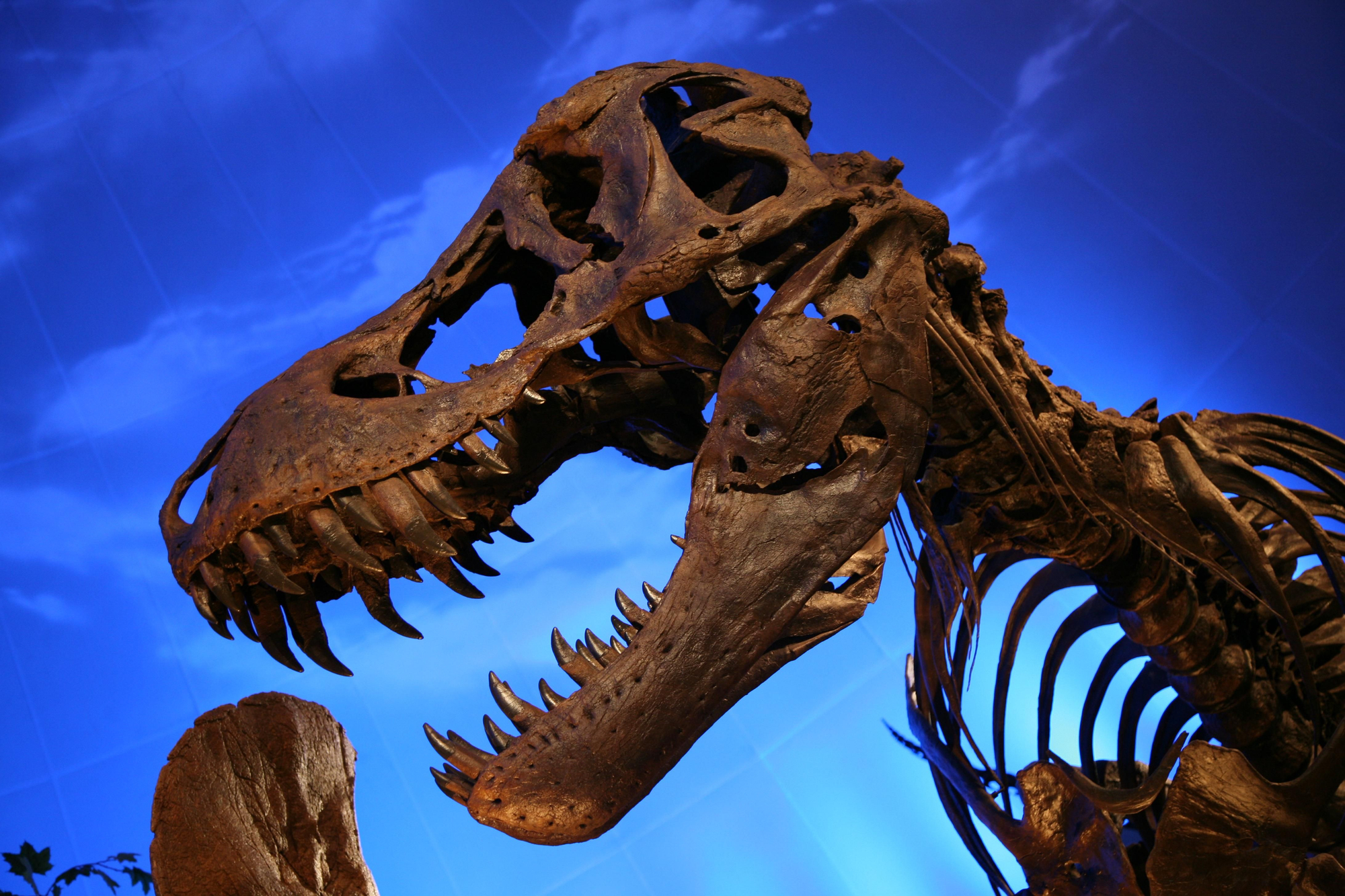 Réplica del cráneo de un Tyrannosaurus Rex en el Museo de los Niños de Indianápolis