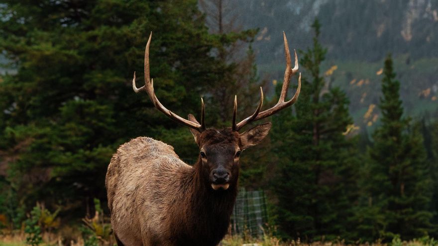 No son los osos: el animal que más conflictos provoca con los humanos es este mamífero que vive en Norteamérica