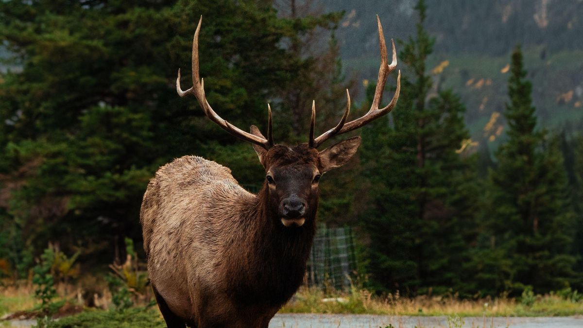 No son los osos: el animal que más conflictos provoca con los humanos es este mamífero que vive en Norteamérica