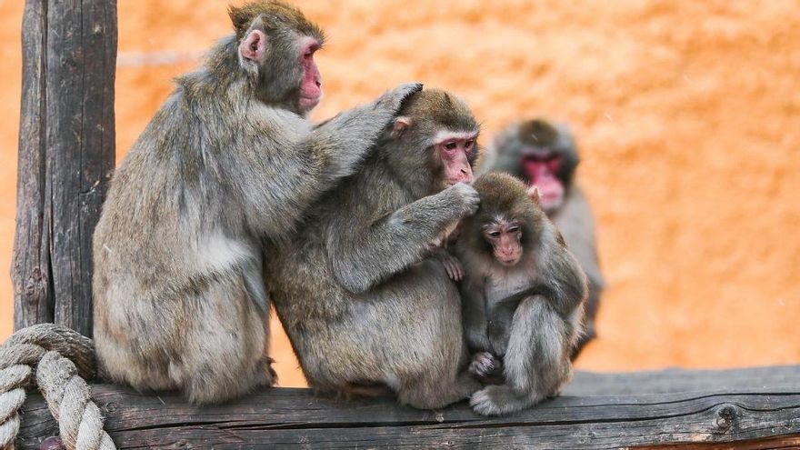 Los monos también aprenden a protegerse tras una epidemia: un estudio revela cómo cambia su comportamiento