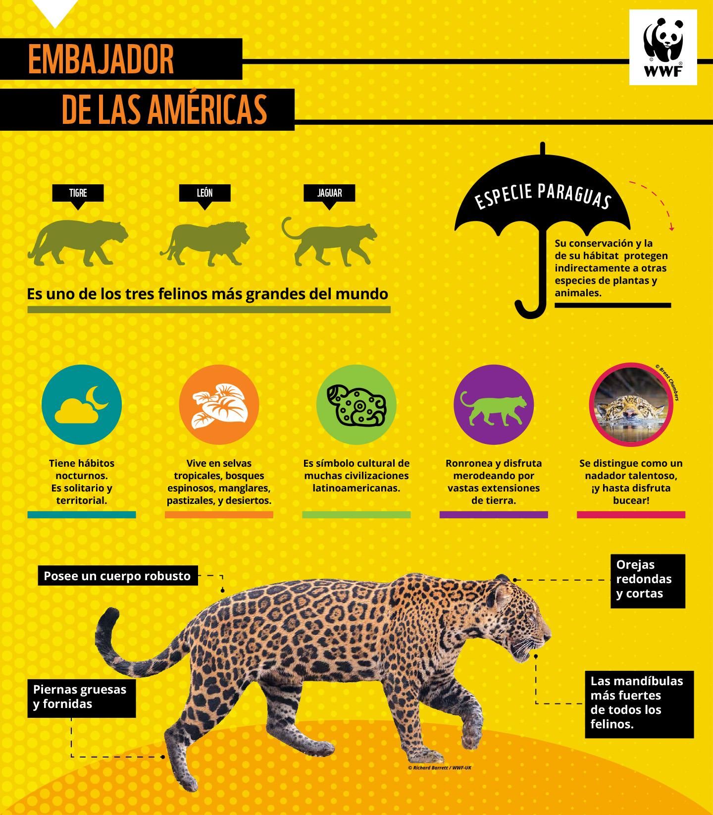 Características del jaguar.