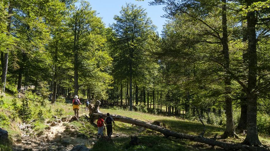 La ruta de senderismo en Huesca que recorre el mayor conjunto de árboles monumentales de todo Aragón