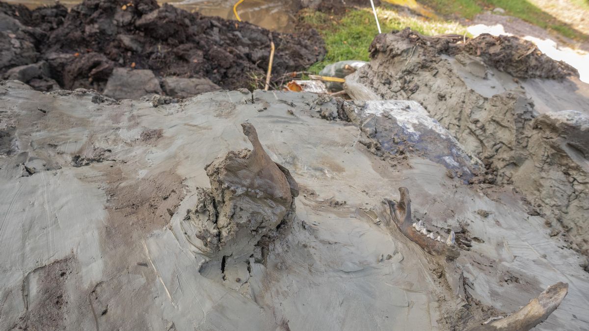 Partes del cráneo aplastado del perro.