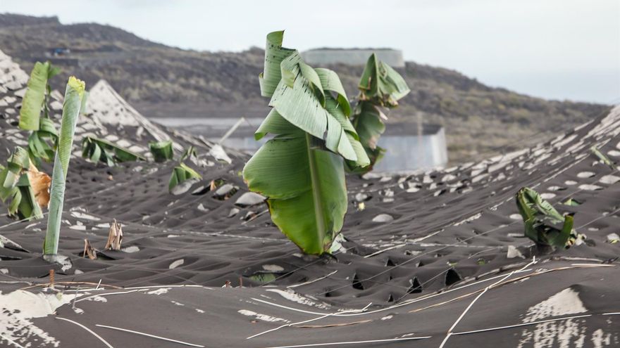 El Parlamento convalida el decreto que modifica el trámite de las ayudas de emergencia a La Palma