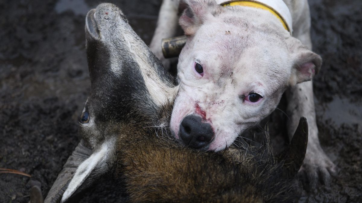 La ofensiva de los cazadores avanza y apunta a los parques nacionales