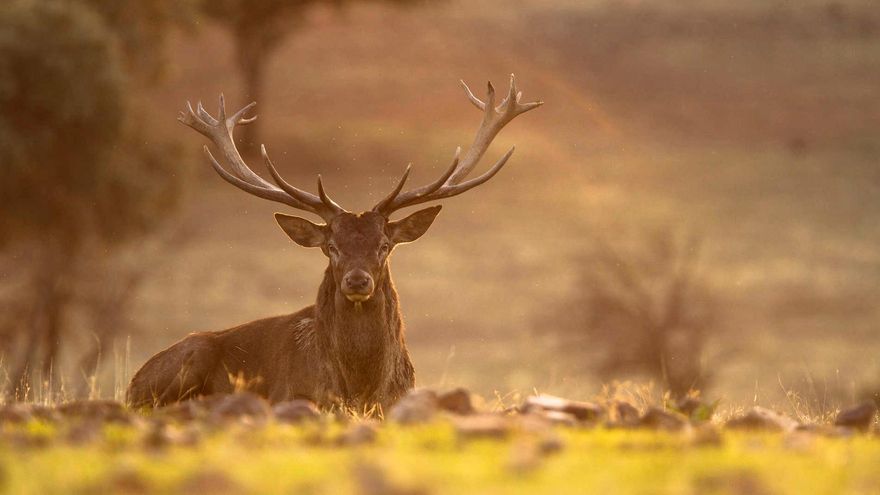 Los mejores lugares de España para ver, oír y disfrutar la berrea del ciervo
