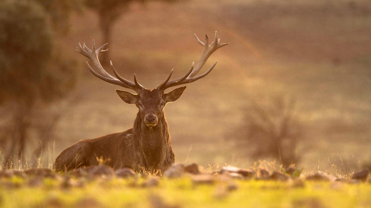 Los mejores lugares de España para ver, oír y disfrutar la berrea del ciervo