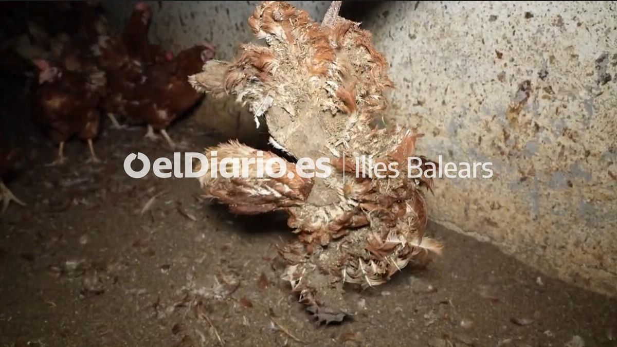 Una persona sosté el cadàver d'una au.