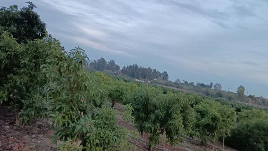 Andalucía en venta (I): cómo los fondos de inversión están rediseñando el campo andaluz