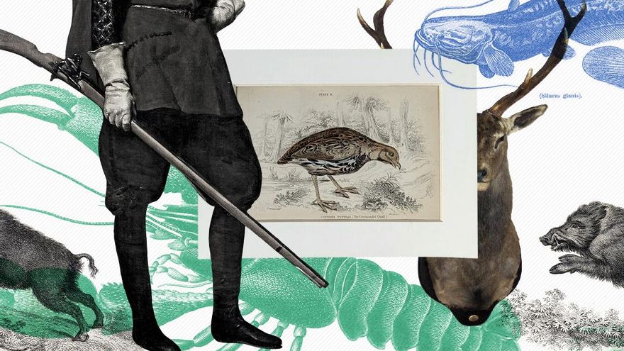 De cómo reyes y aristócratas llenaron España de híbridos y especies invasoras por el gusto de cazarlas