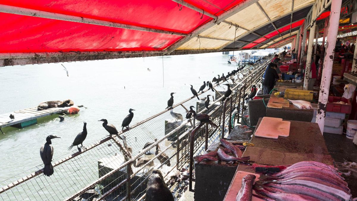 Interior de la Feria Fluvial de Valdivia, un importante punto de venta de productos pesqueros en Chile. A la izquierda, algunos lobos marinos descansando. Foto: cortesía Consejo de Monumentos Nacionales de Chile