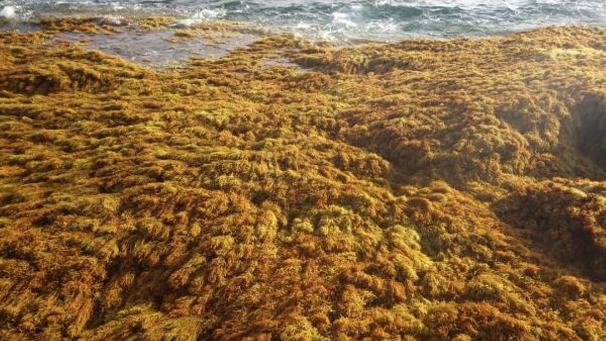 La Palma ocupa los primeros puestos de Canarias en riqueza de macroalgas