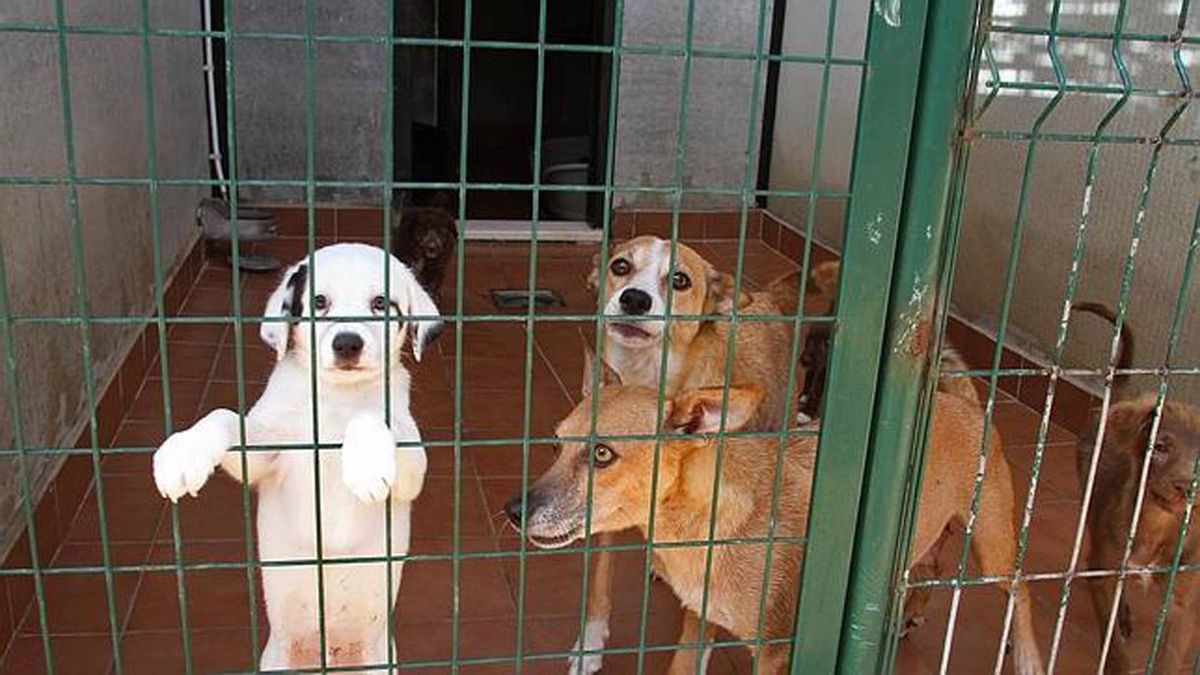Protectoras se unen en una federación para tener más fuerza en la defensa de los derechos de los animales