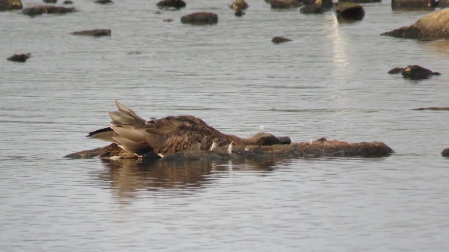 SEO/BirdLife sobre la mortandad de aves en la ría San Martín: "Es fundamental conocer cuanto antes qué está provocando esta mortalidad"