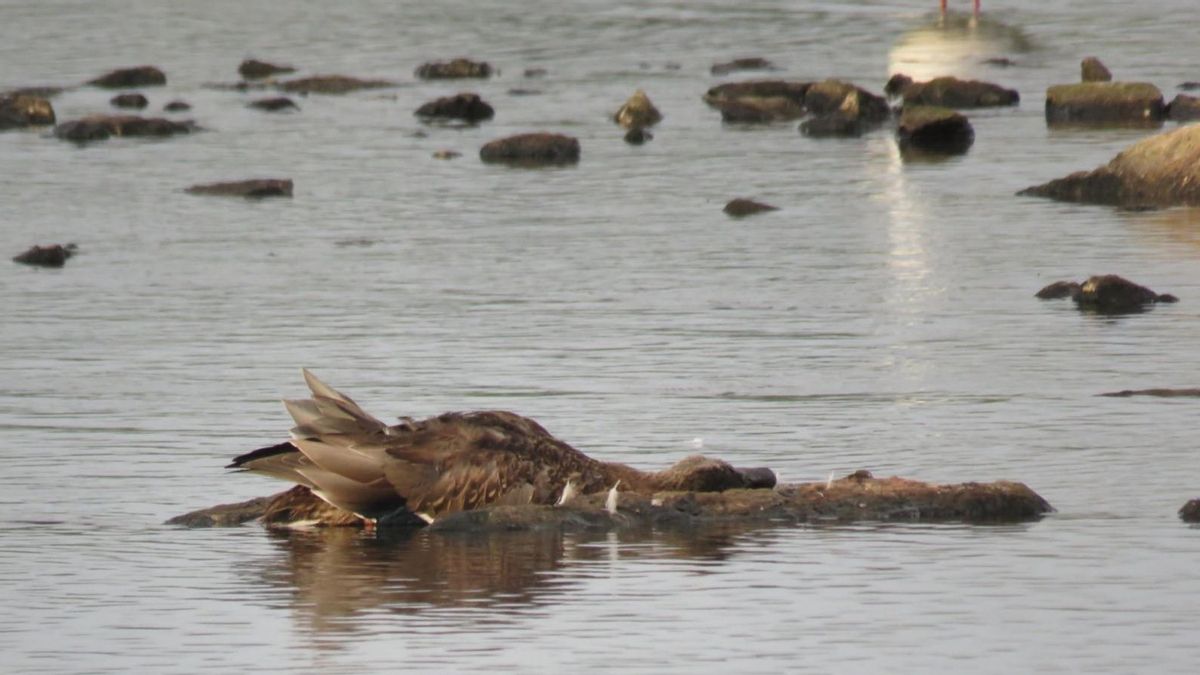 SEO/BirdLife sobre la mortandad de aves en la ría San Martín: "Es fundamental conocer cuanto antes qué está provocando esta mortalidad"