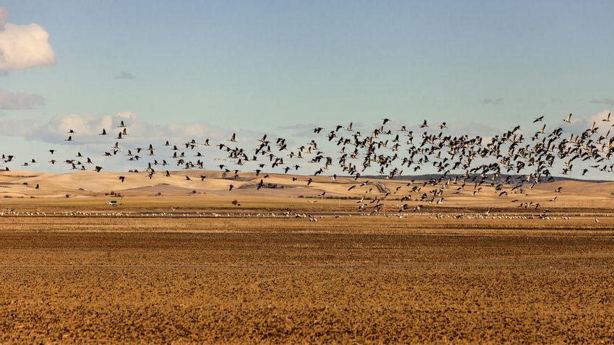 Tres años del proyecto de recuperación de la Laguna de El Hito, la "joya" de las estepas salinas manchegas