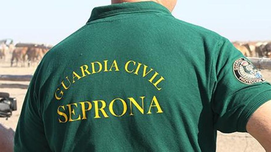 Detenido un ganadero en Asturias por la muerte de 3 buitres envenenados al comer el cadáver de una de sus yeguas