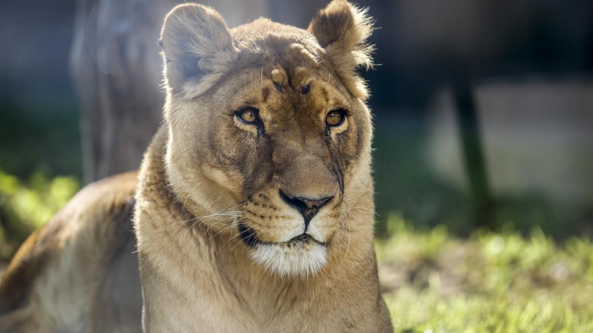 El león y la leona, Zazu y Aissa llegan al Centro de Conservación - Zoo de Córdoba