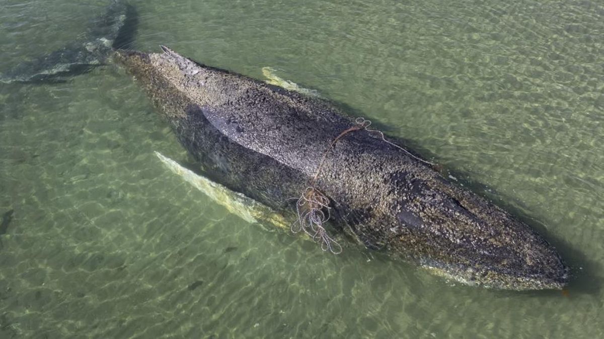 Timmy sufrió heridas cerca de la isla de Poel