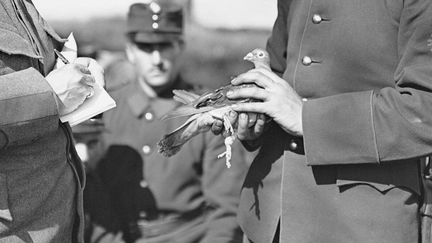 El destino de una paloma mensajera caída en la Primera Guerra Mundial queda al descubierto por una cápsula encontrada en Francia