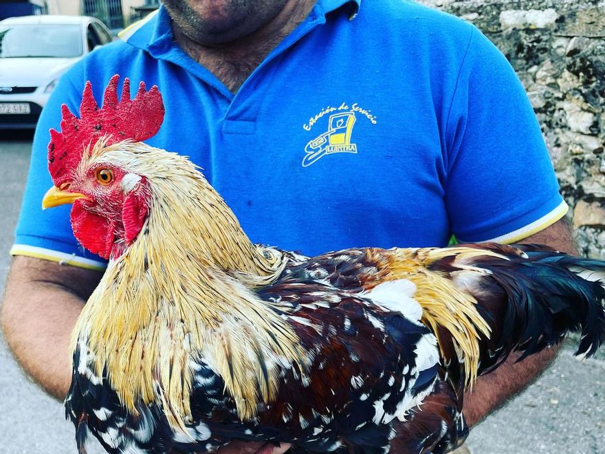 Manolo, uno de los vecinos de Yernes, con el gallo "semental" que le ha prestado José Manuel.