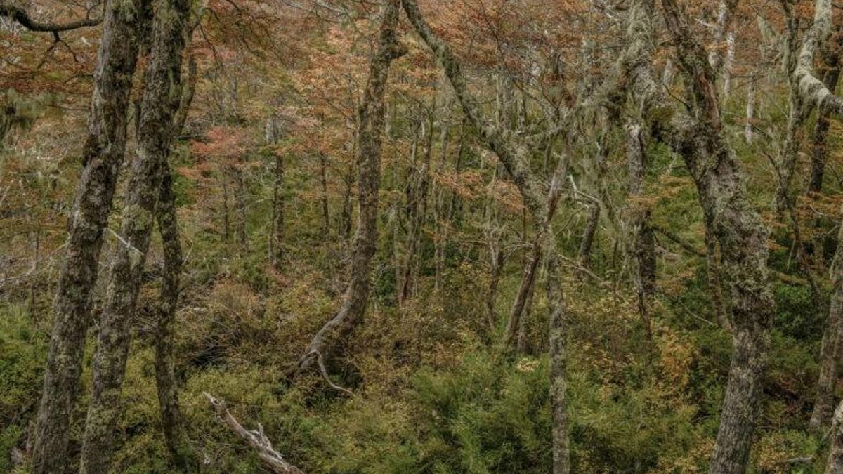 Los científicos también tomaron muestras en el Parque Nacional Villarrica. Foto: cortesía Tomás Munita para Mongabay Latam