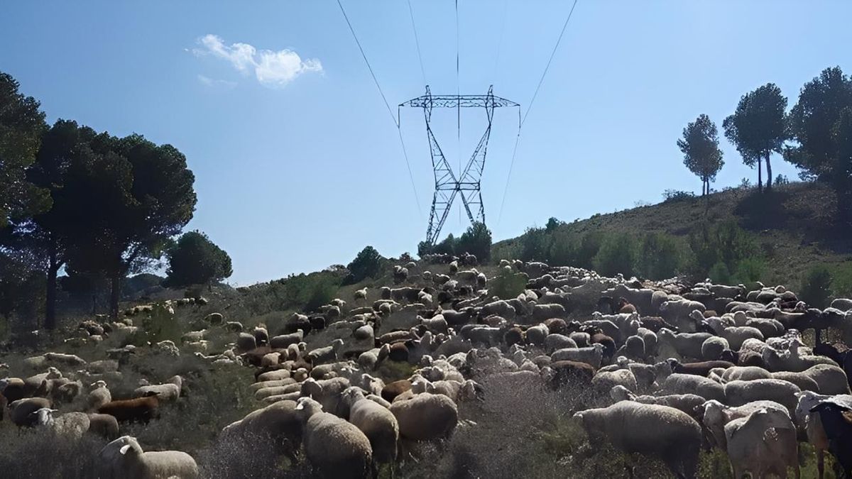 Vacas y otro ganado que se encargan de limpiar bajo los tendidos eléctricos en la Montaña de León