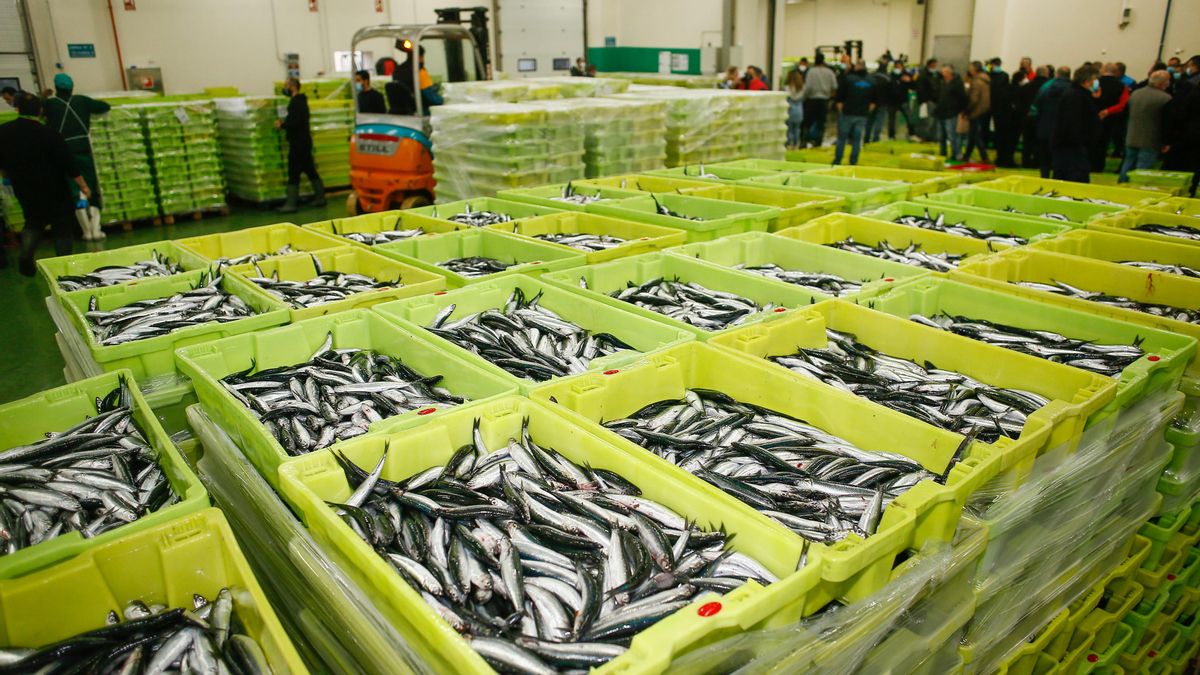 Cajas de bocarte durante la campaña de pesca de la anchoa
