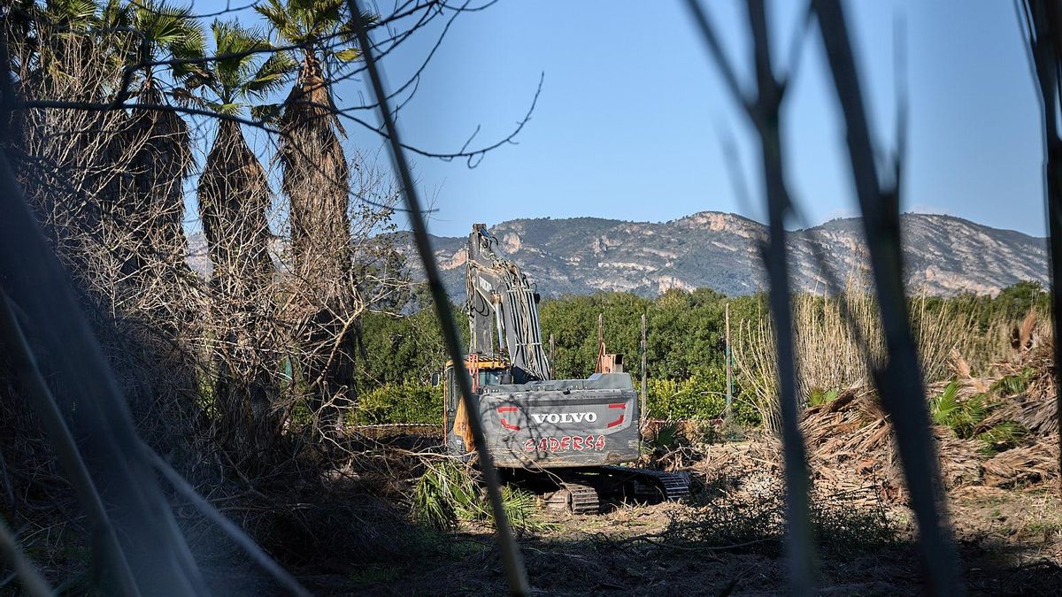 El renacer de la playa de l'Auir: así es el ambicioso plan de Gandia para restaurar 24 hectáreas de costa virgen