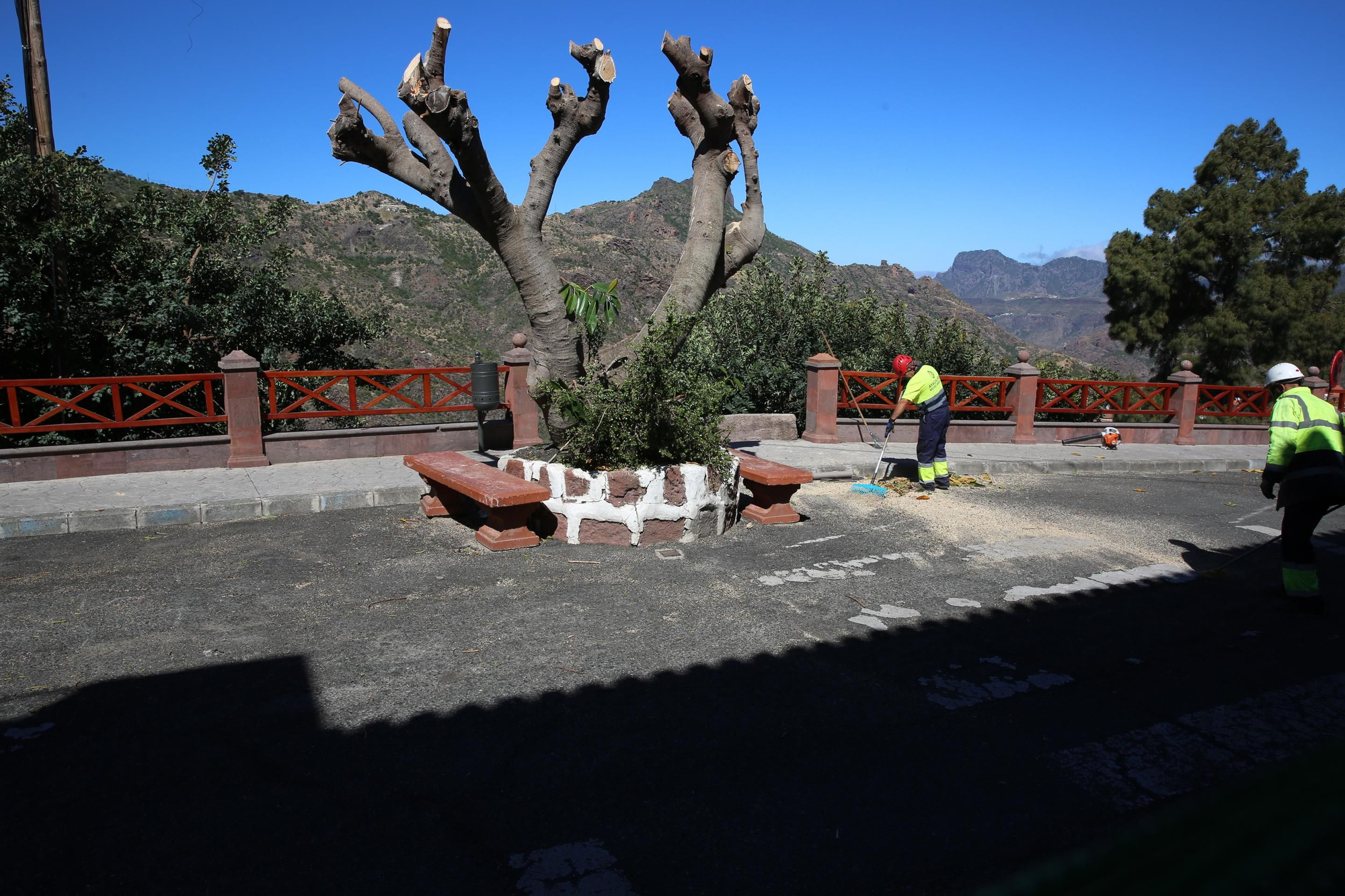 Obreros trabajando en la retirada de árboles. (Alejandro Ramos).
