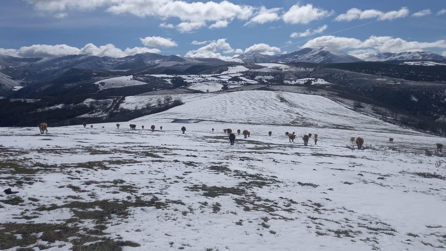 Un rebaño de vacas pastando entre la nieve en Ancares. // Raúl Pérez