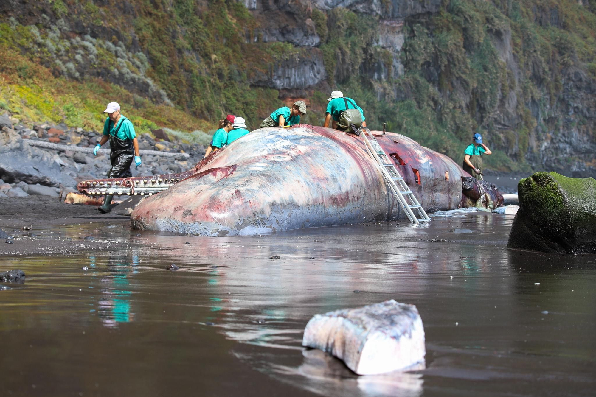 Un equipo de diez personas de la unidad de anatomía patológica veterinaria forense del Instituto Universitario de Sanidad Animal de la ULPGC trabaja en la necropsia del cachalote que apareció varado el domingo 21 en la playa de Nogales, en la costa noreste de La Palma. EFE/ Luis G Morera