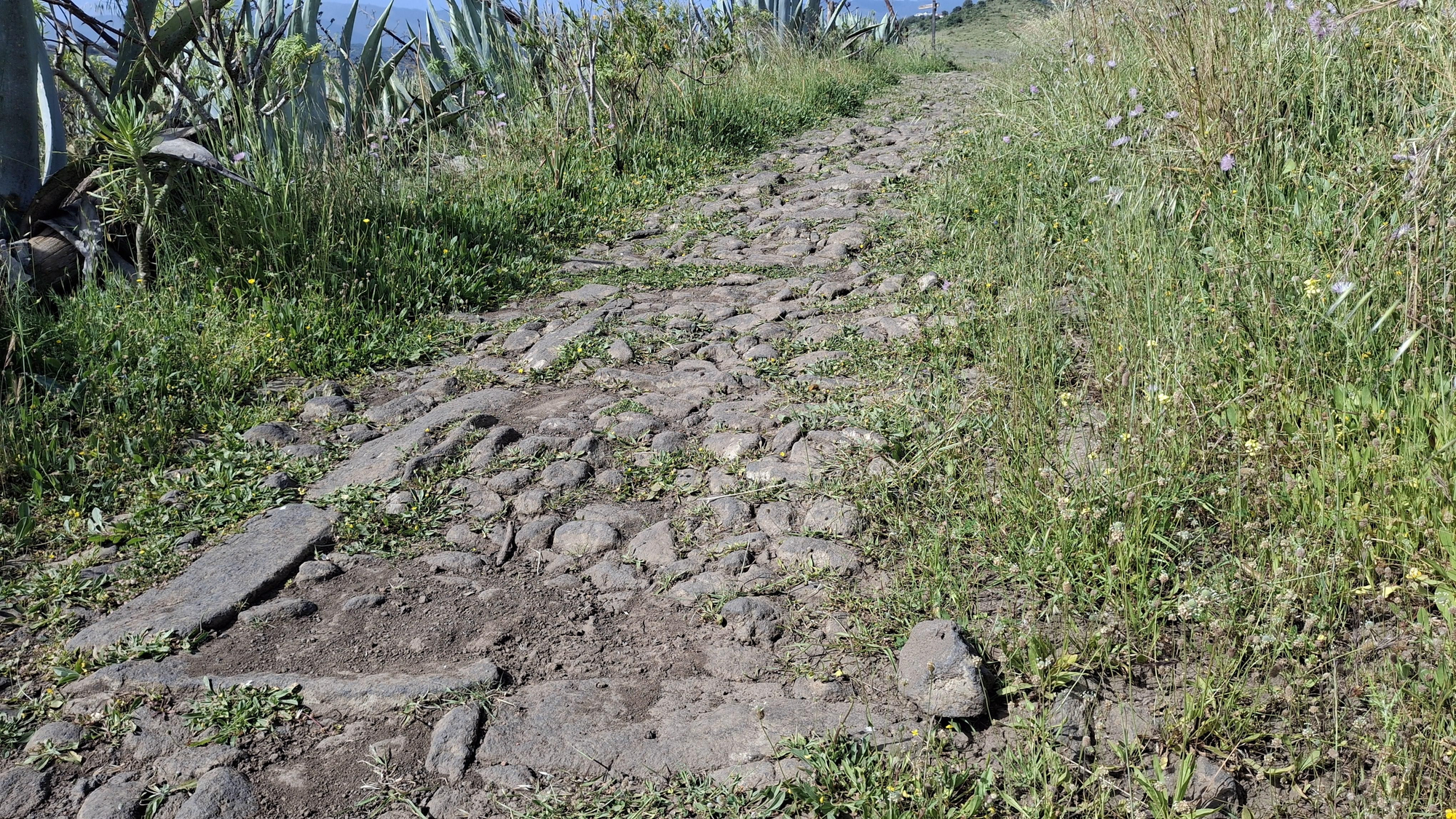 Tramo empedrado del Camino de Teror (siglo XVII), ejemplo de camino de herradura para facilitar la estabilidad de las mulas en pendientes; la maleza cubre los muros de piedra que lo delimitaban.