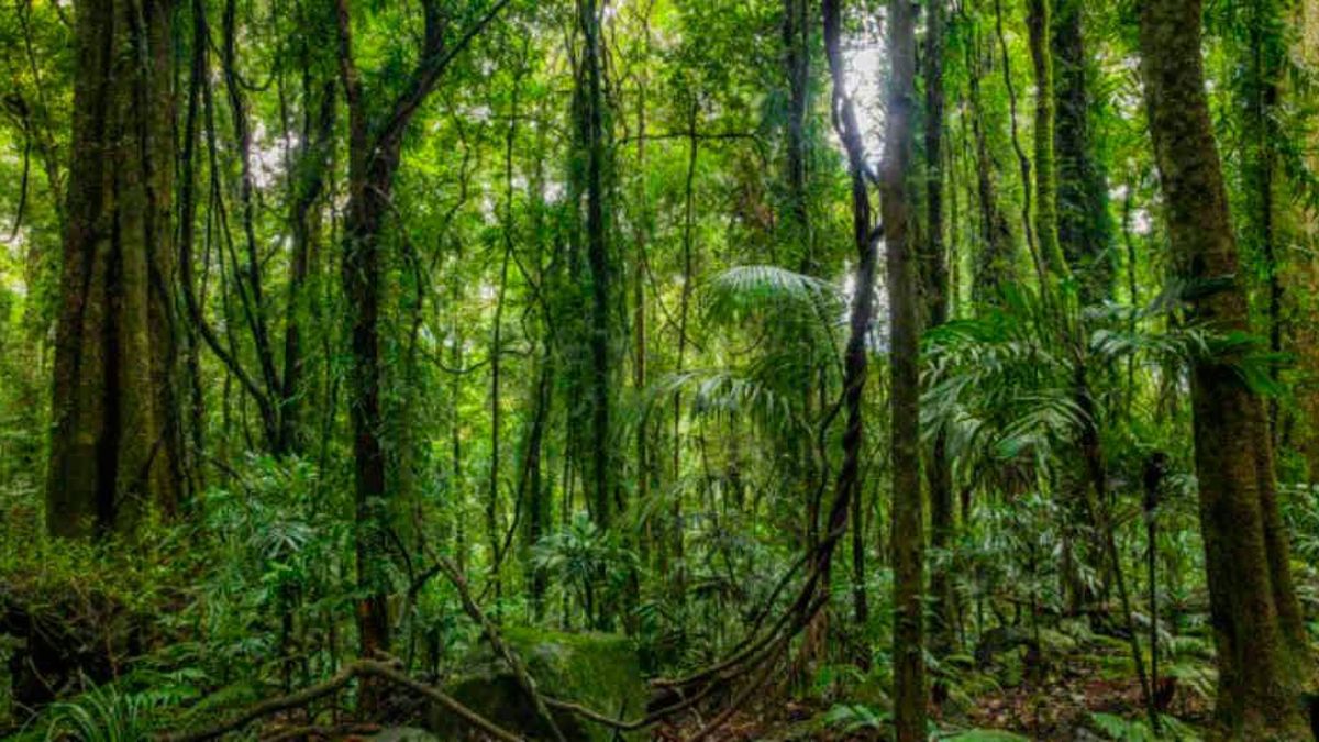 Día Internacional de la Preservación de los Bosques Tropicales: ¿por qué se conmemora el 26 de junio?