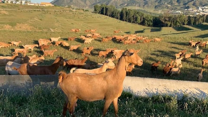 Andalucía abre el plazo para solicitar las ayudas de la Política Agraria Común