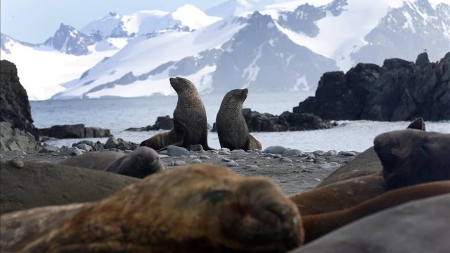 Rusia impide la creación de una reserva marina en la Antártida