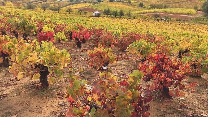 Imagen de infobierzo.com