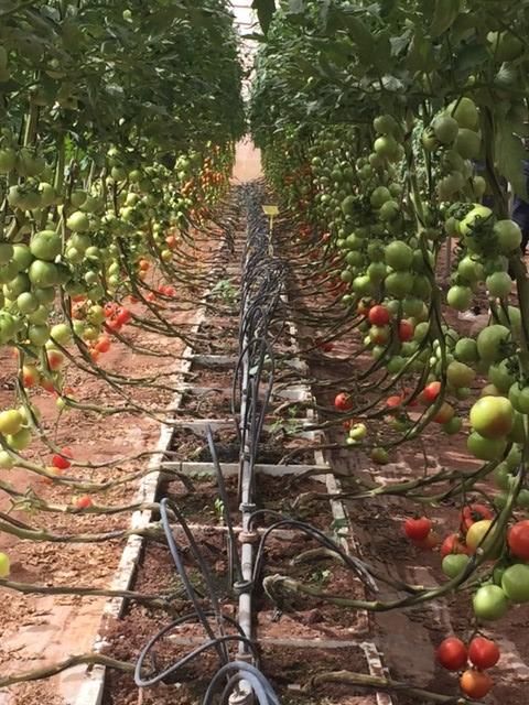 Plantación de tomates