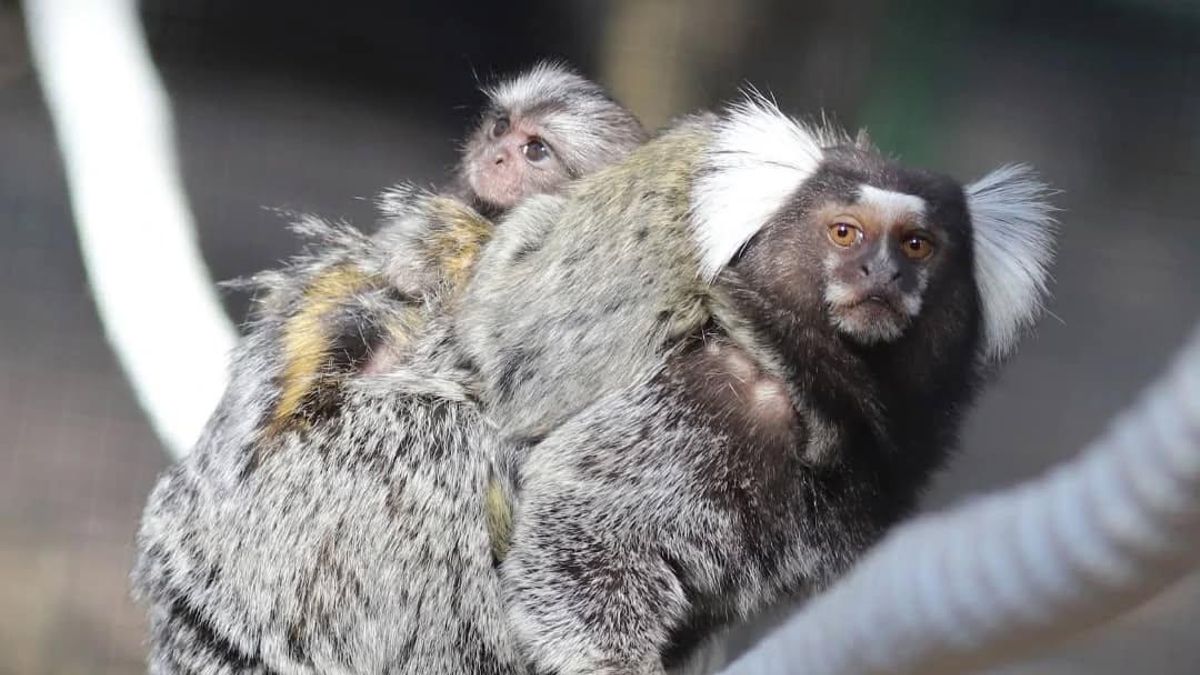 Sin noticias de la familia de monos Tití de Pincel: un zoo de Sevilla denuncia su robo y pide ayuda para encontrarlos