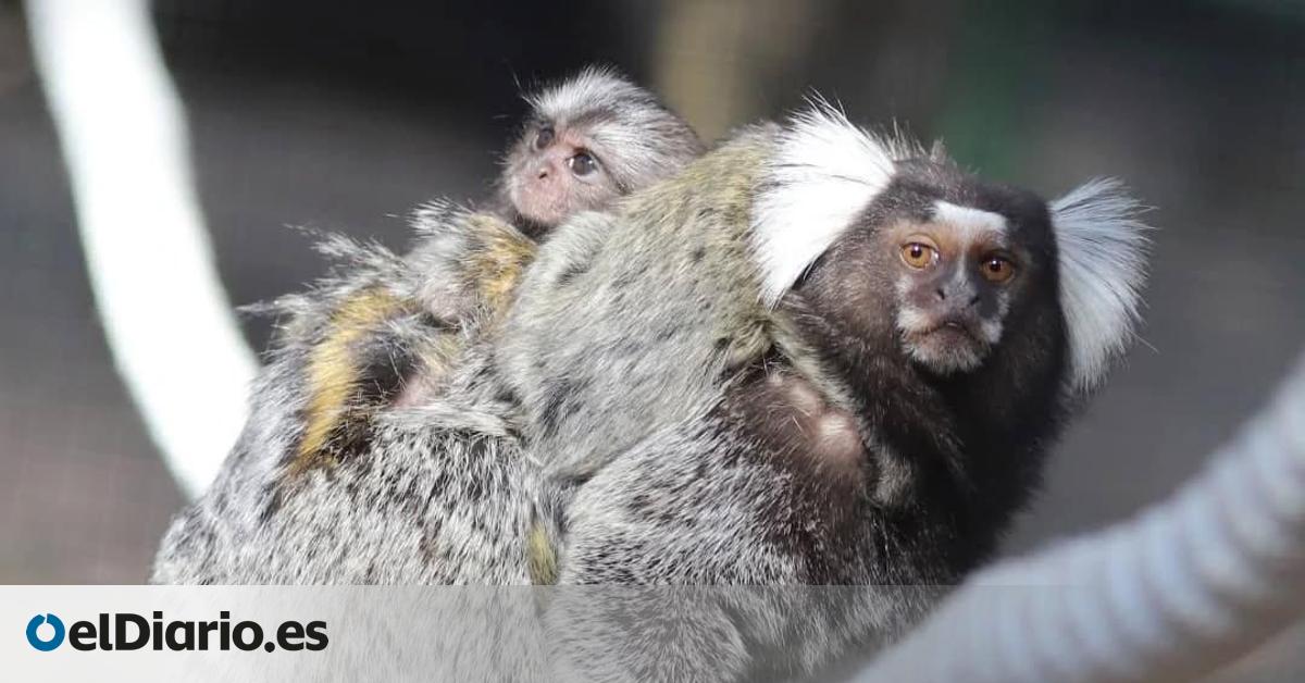 Sin noticias de la familia de monos Tití de Pincel: un zoo de Sevilla denuncia su robo y pide ayuda para encontrarlos