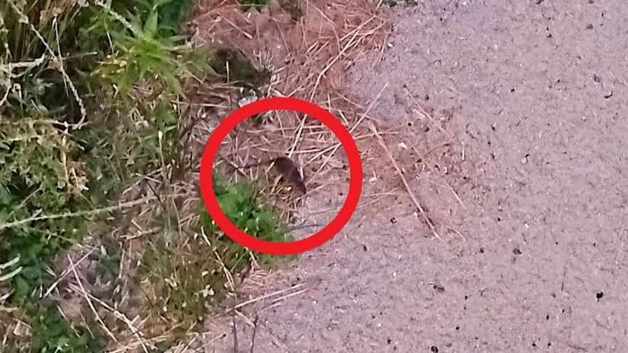 El Ayuntamiento niega un problema de ratas en Madrid Río y asegura que salen "a la superficie" por "las altas temperaturas"