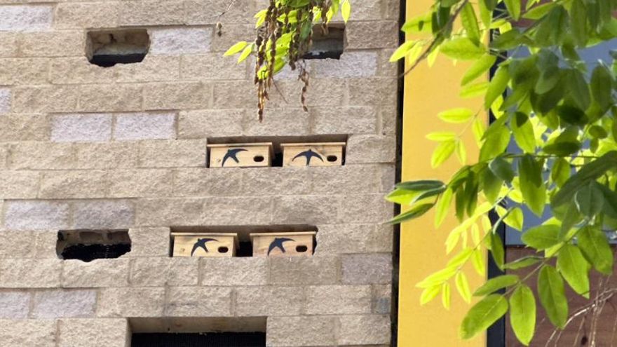 Los vencejos también pueden vivir en un centro comercial