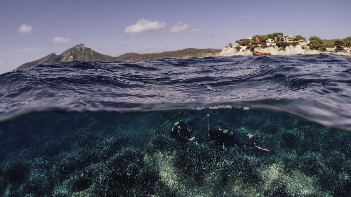 El reto de recuperar bahías arrasadas por el fondeo ilegal y los residuos: "El equilibrio es muy frágil"