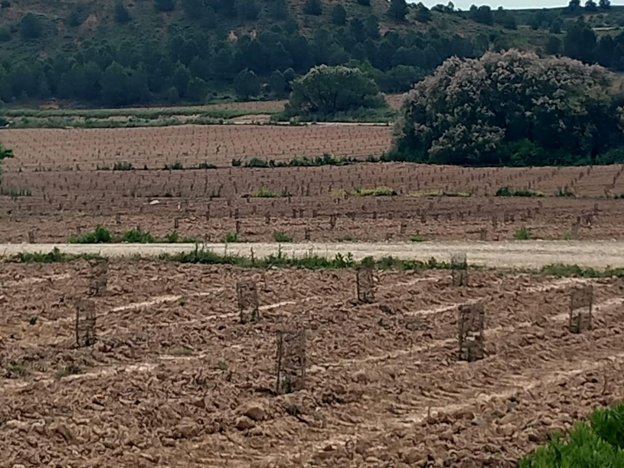 Zona reforestada con pinos