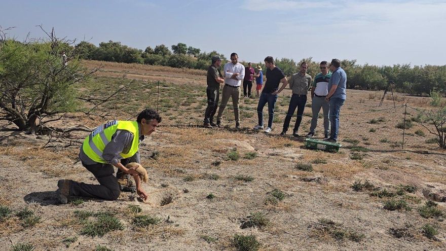 Castilla-La Mancha pone en marcha un plan coordinado de control de conejos para proteger los cultivos