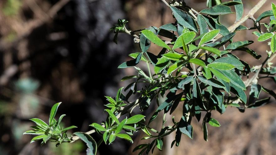 En la imagen, brotes de tedera tras afección de cenizas.