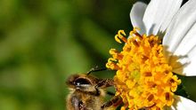 Una abeja en una flor.